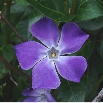 Isosinihattu